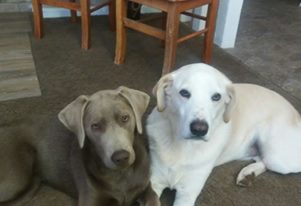Image of Trooper and Reba, Lost Dog