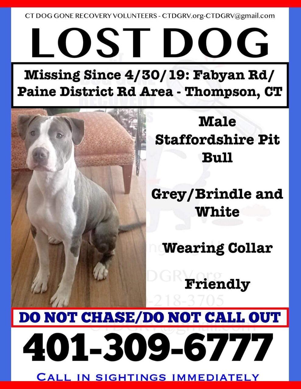 Image of Scout, Lost Dog