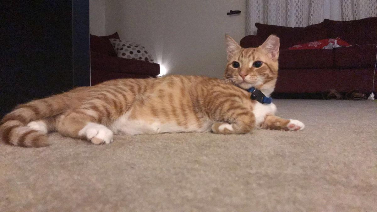 Image of Meatball/Meaty, Lost Cat