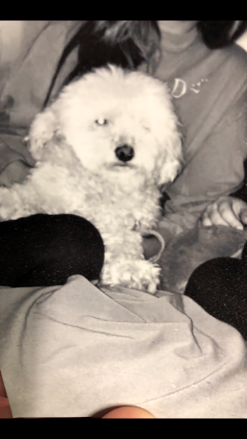 Image of Melody, Lost Dog