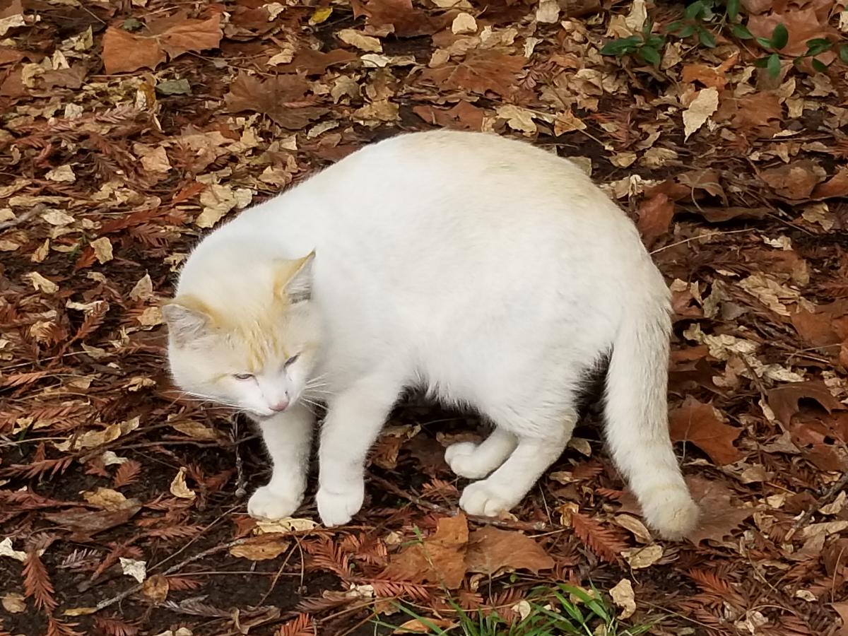 Image of Victor, Lost Cat