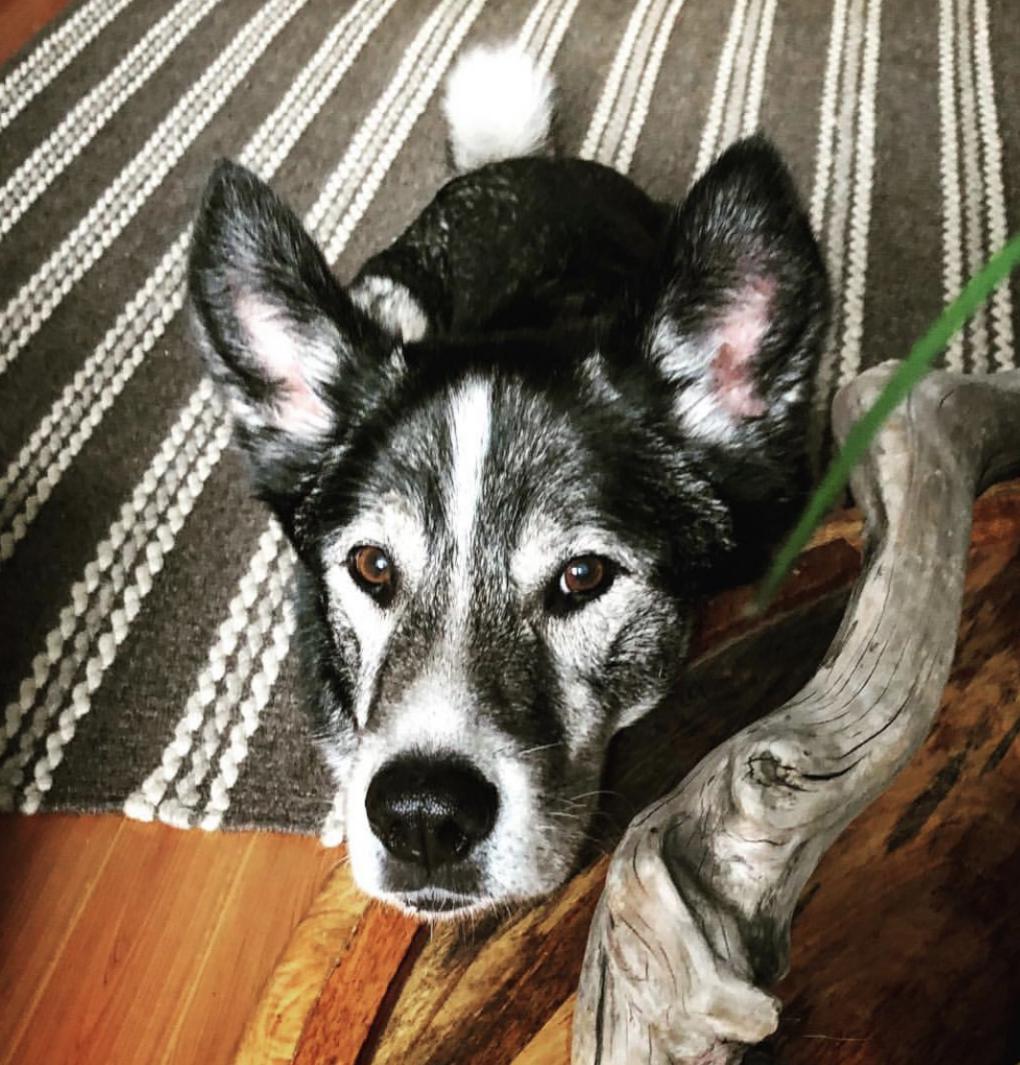 Image of Wolfie, Lost Dog