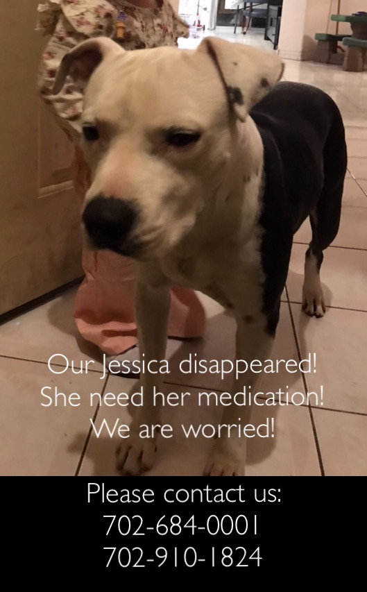 Image of Jessica, Lost Dog