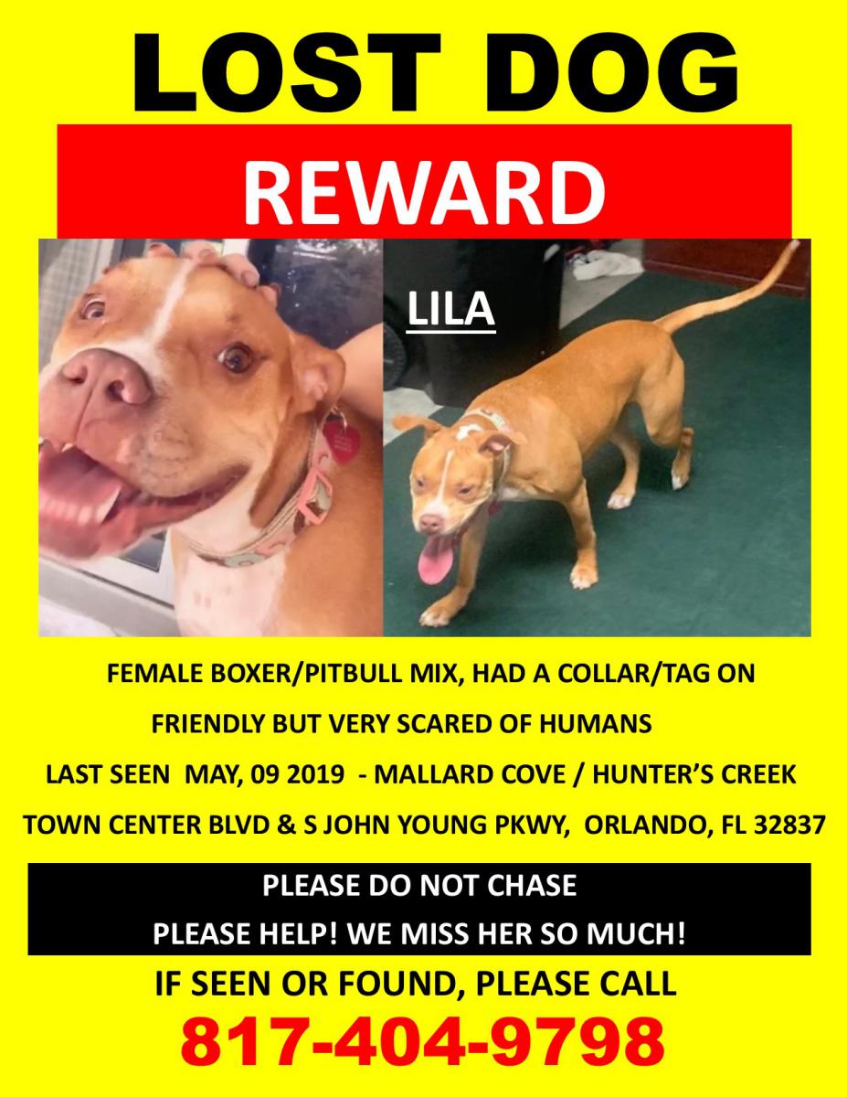 Image of Lila, Lost Dog