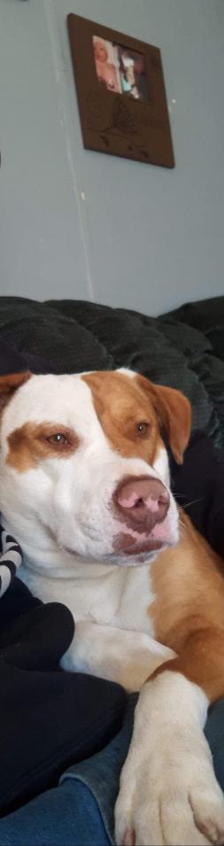 Image of Patches, Lost Dog