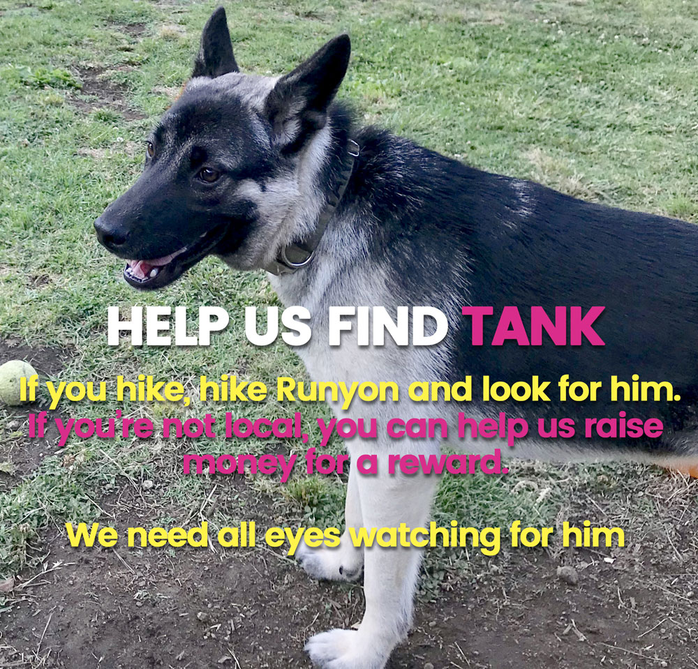 Image of TANK, Lost Dog