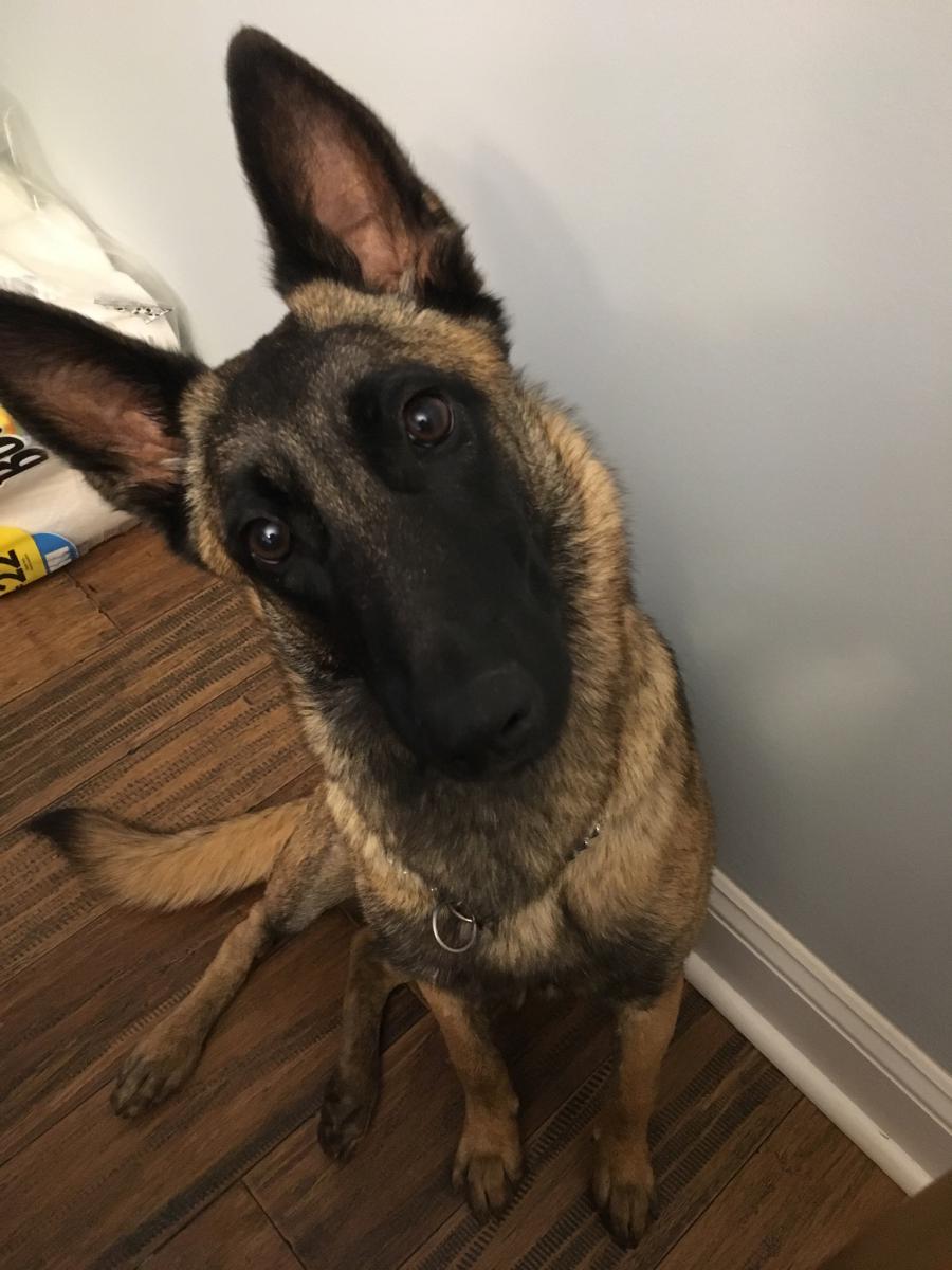 Lost Dog Belgian Malinois in COVINGTON, GA - Lost My Doggie