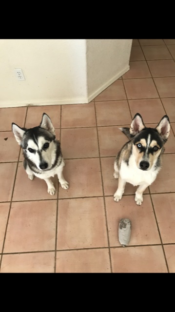 Image of Kida and Milo, Lost Dog