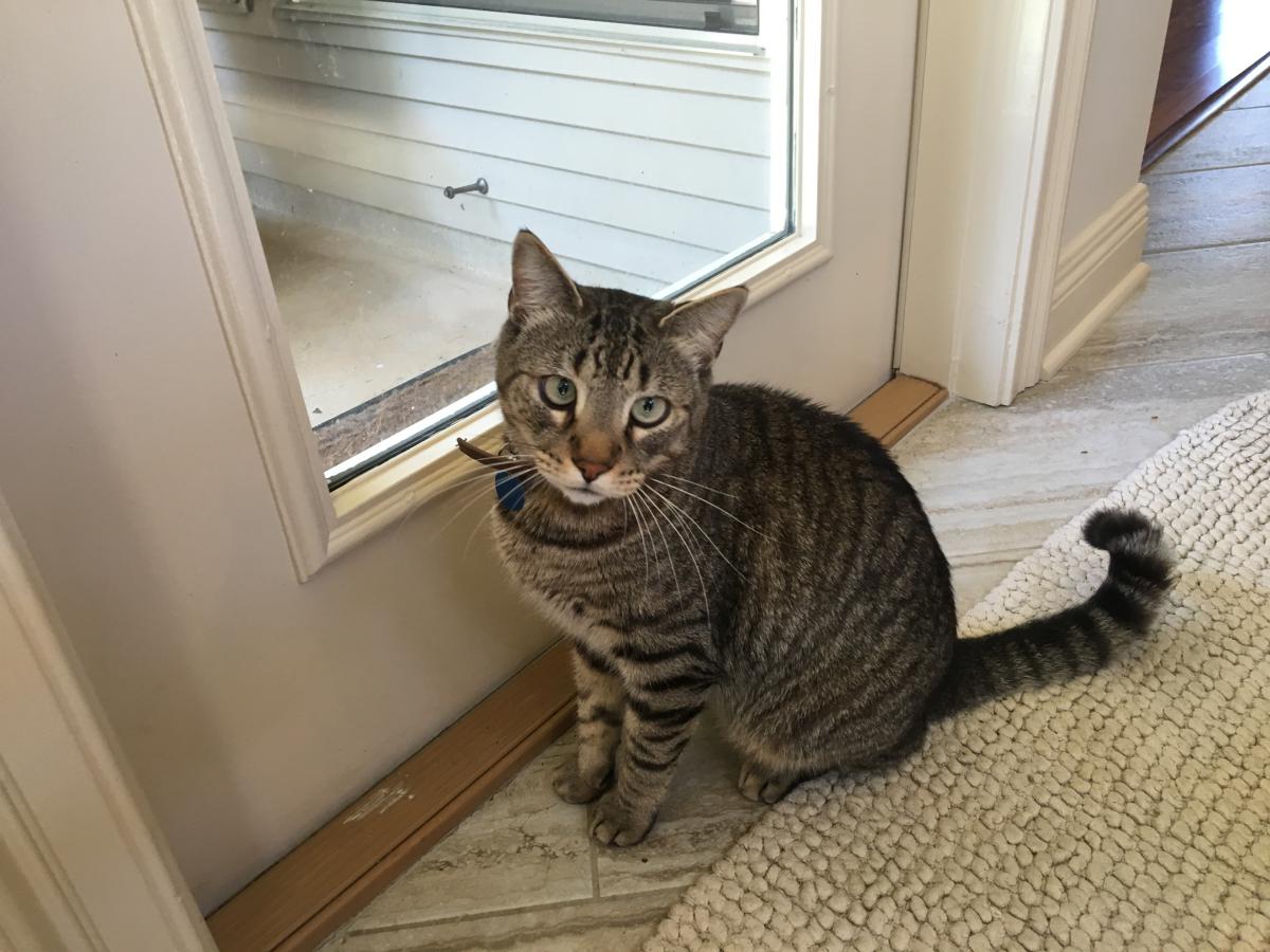 Image of Zydeco, Lost Cat