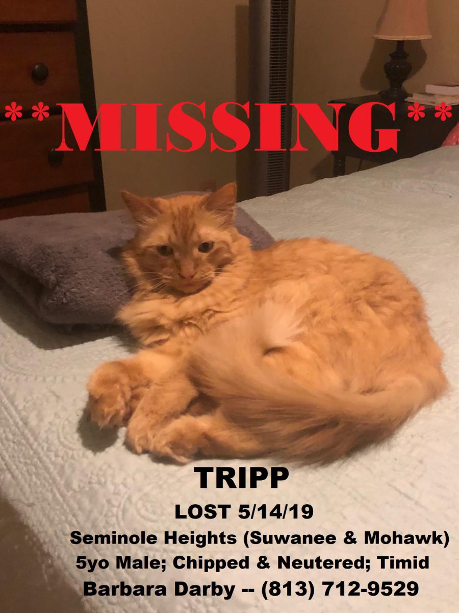 Image of Tripp, Lost Cat