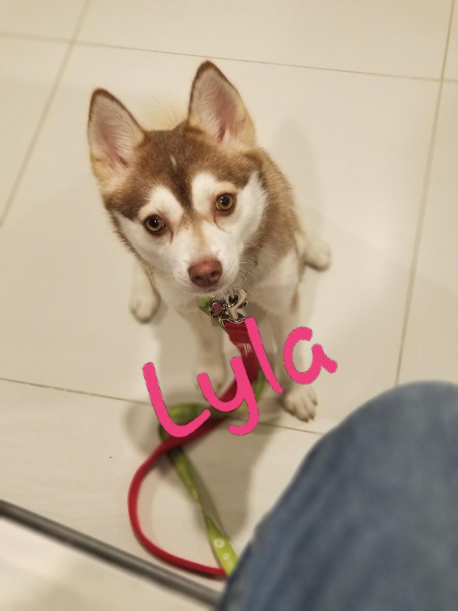 Image of Lyla, Lost Dog