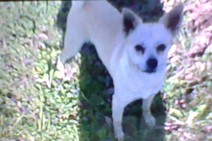 Image of Link, Lost Dog