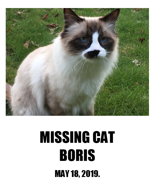 Image of Boris, Lost Cat