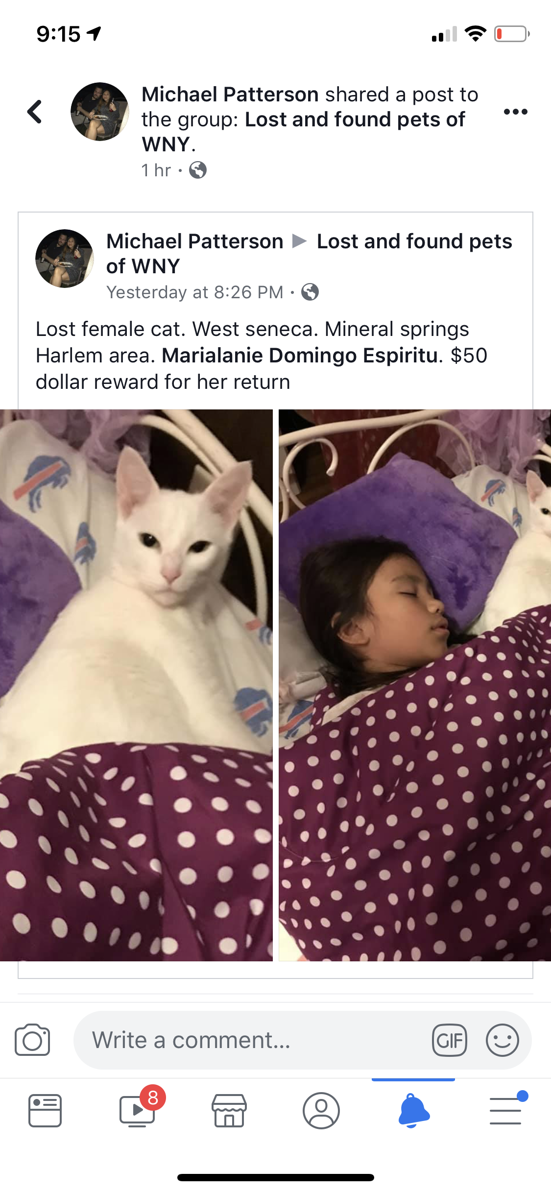 Image of Ming Ming, Lost Cat