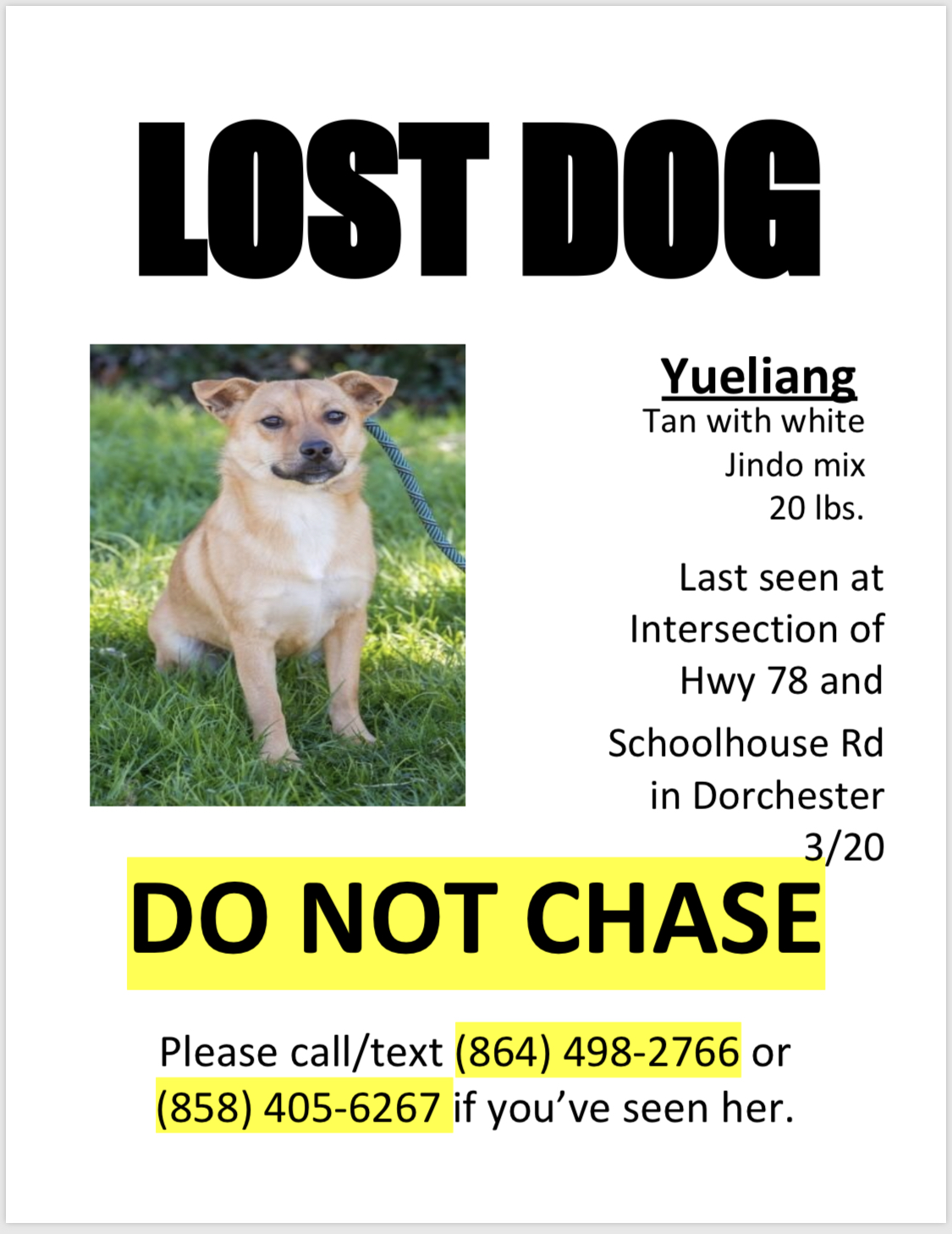 Image of Yueliang, Lost Dog