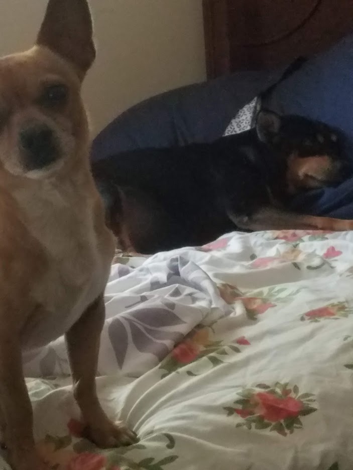Image of Bambi and Cachito, Lost Dog