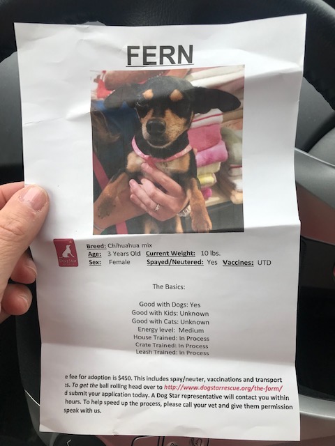 Image of Fern, Lost Dog