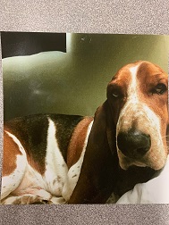 Image of Sutton, Lost Dog