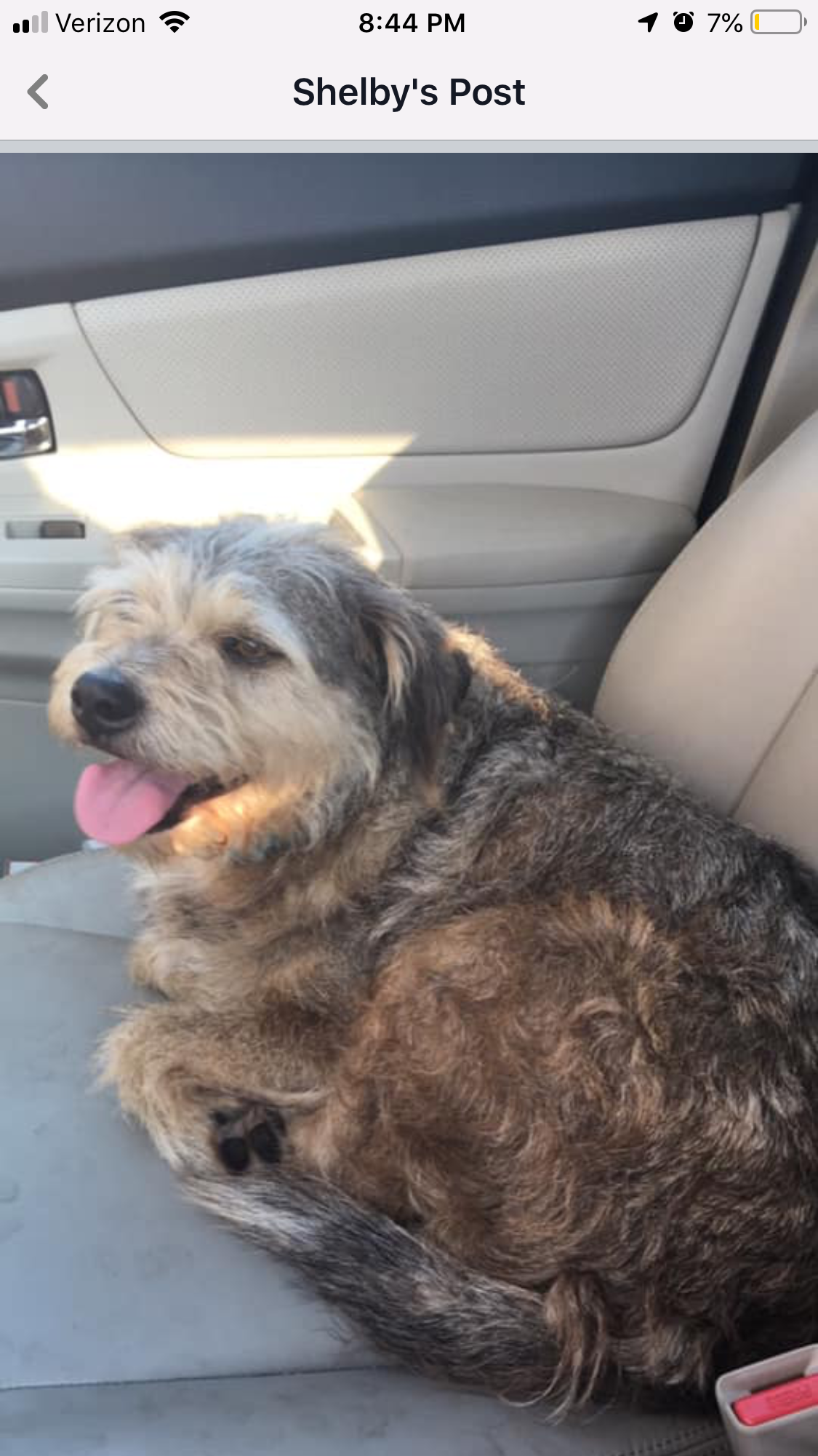 Image of Conway, Found Dog