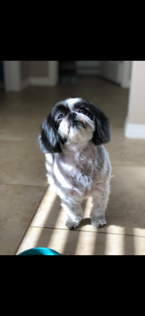 Image of Tinkerbell, Lost Dog