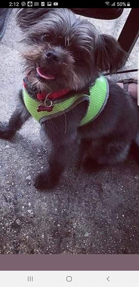 Image of guinness, Lost Dog