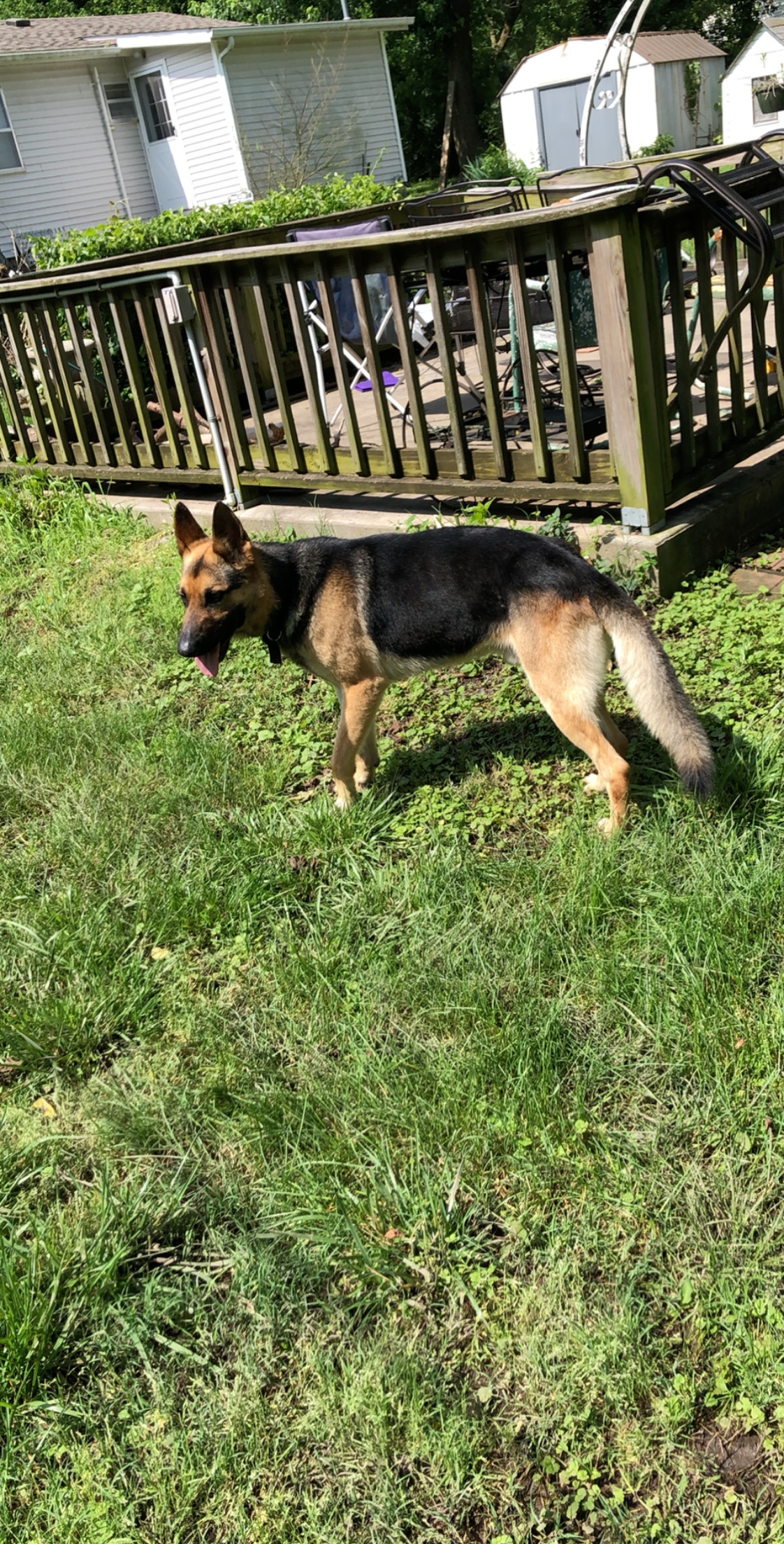 Lost Dog German Shepherd in JOPLIN, MO - Lost My Doggie