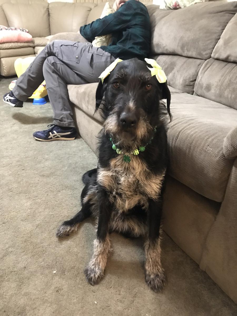 Image of Grizzly, Lost Dog