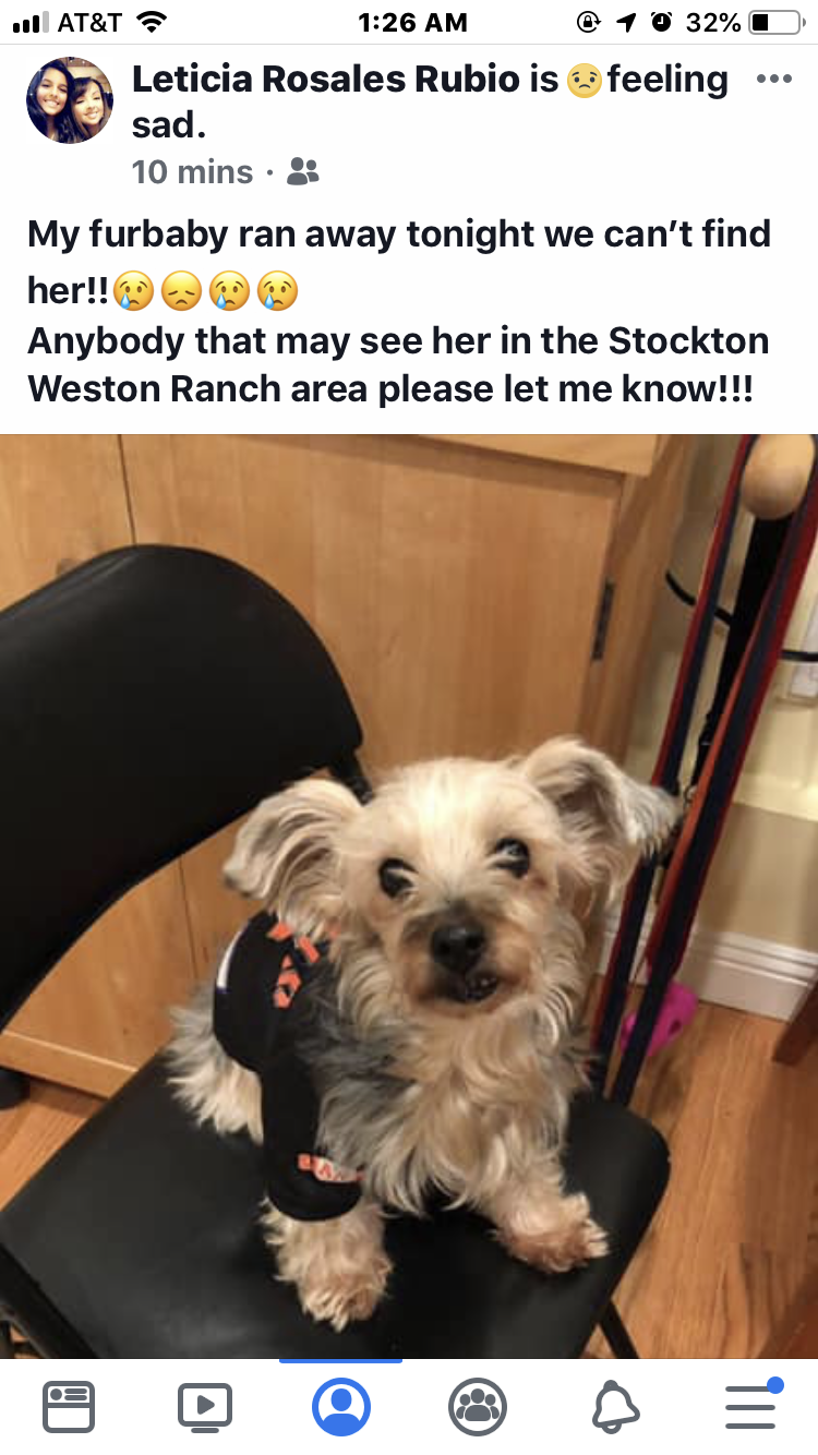 Image of Asia, Lost Dog