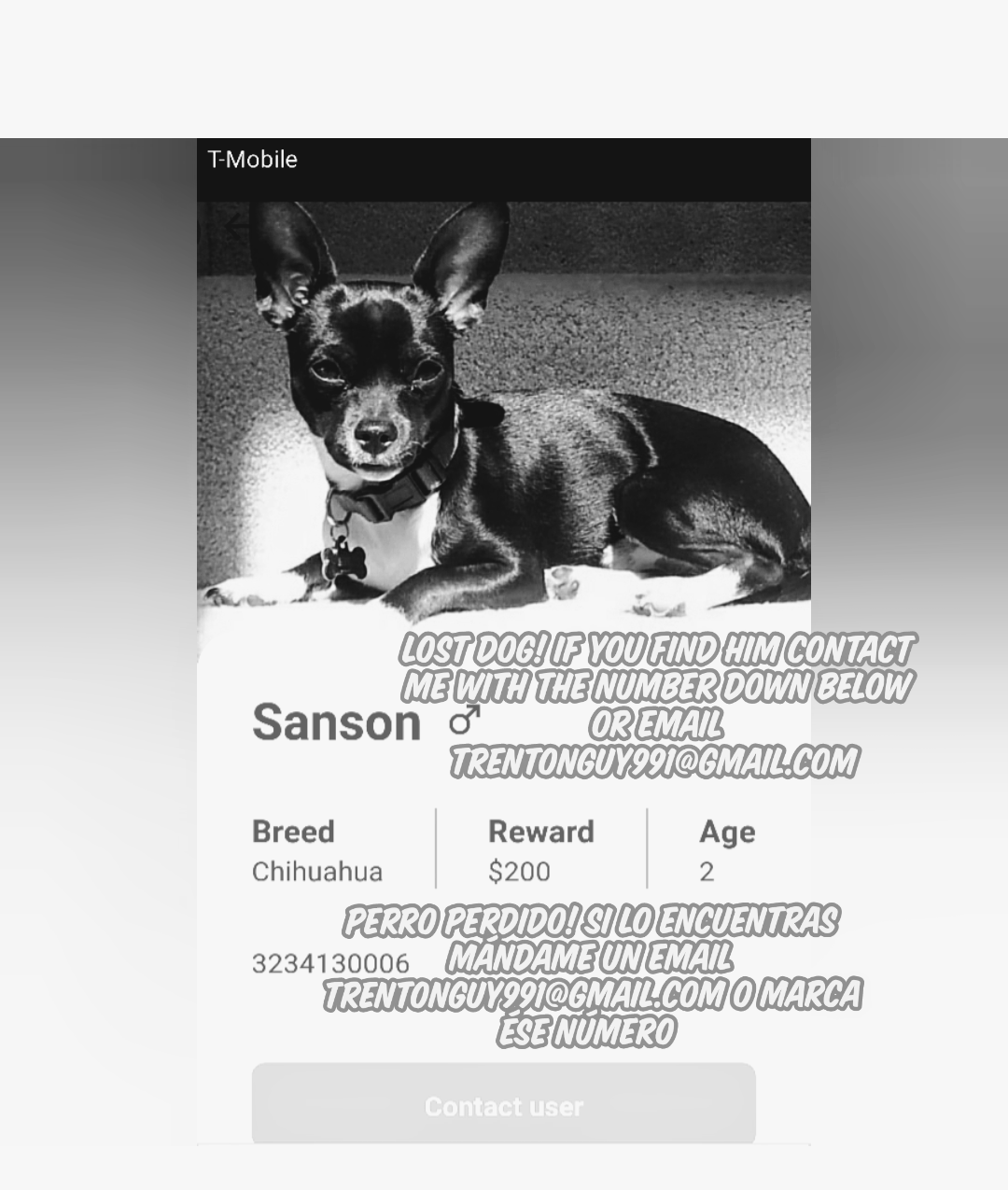 Image of Sanson, Lost Dog