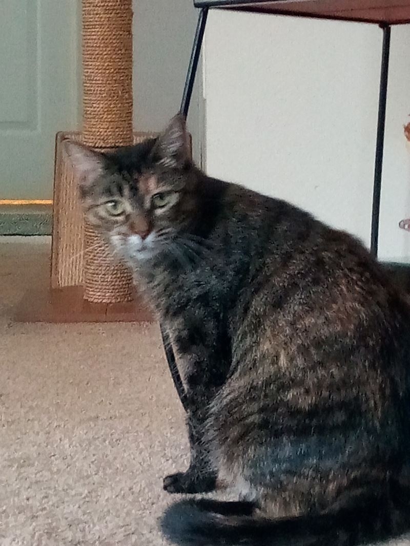 Image of MiMi, Lost Cat