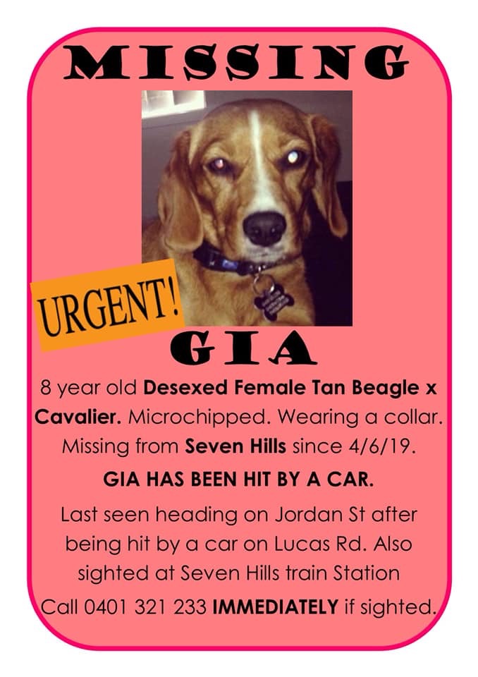 Image of Gia, Lost Dog