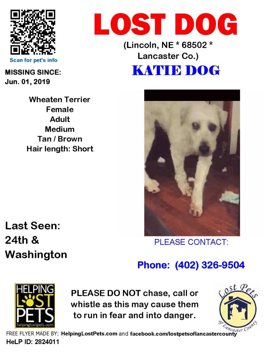 Image of Katiedog, Lost Dog