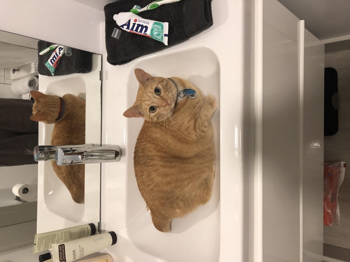 Image of Wilbur, Lost Cat