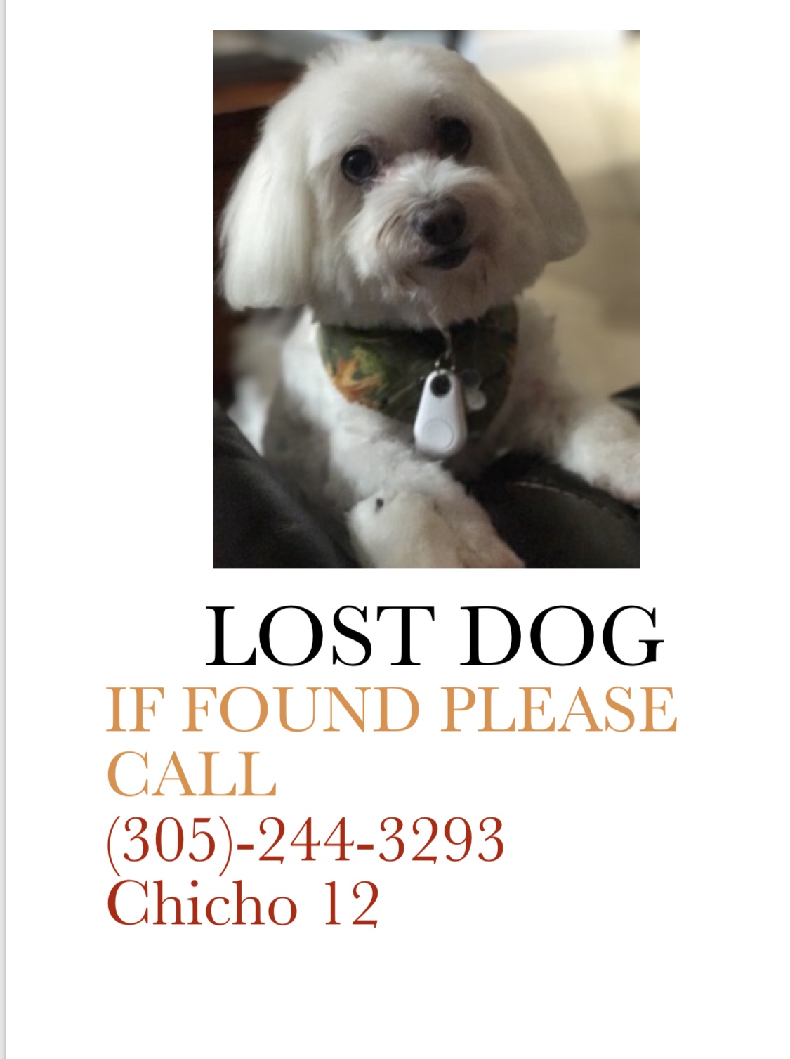 Image of CHICHO, Lost Dog