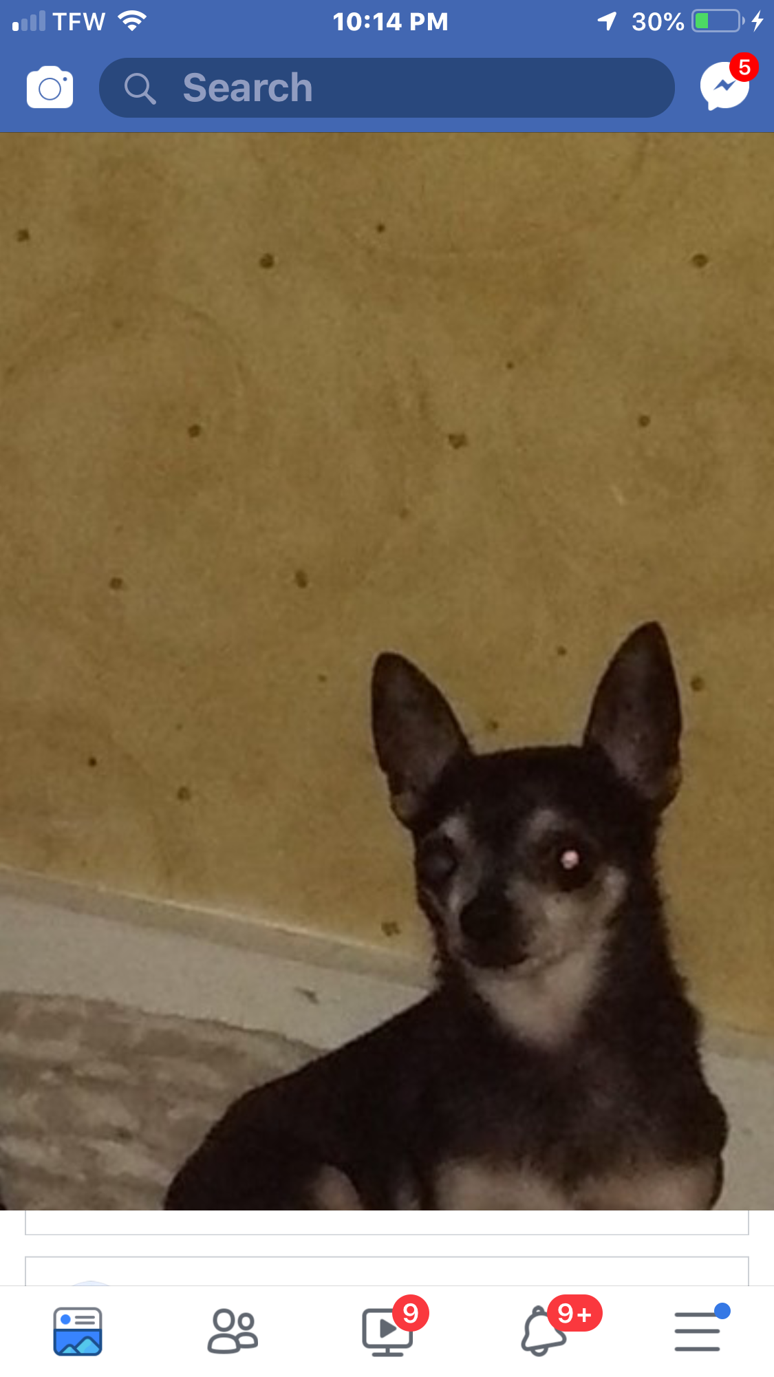 Image of Cheeto, Lost Dog