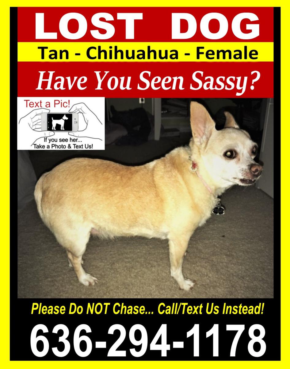 Image of Sassy, Lost Dog