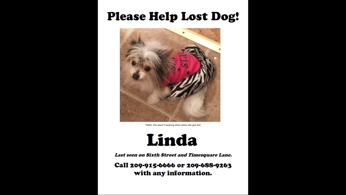 Image of Linda, Lost Dog
