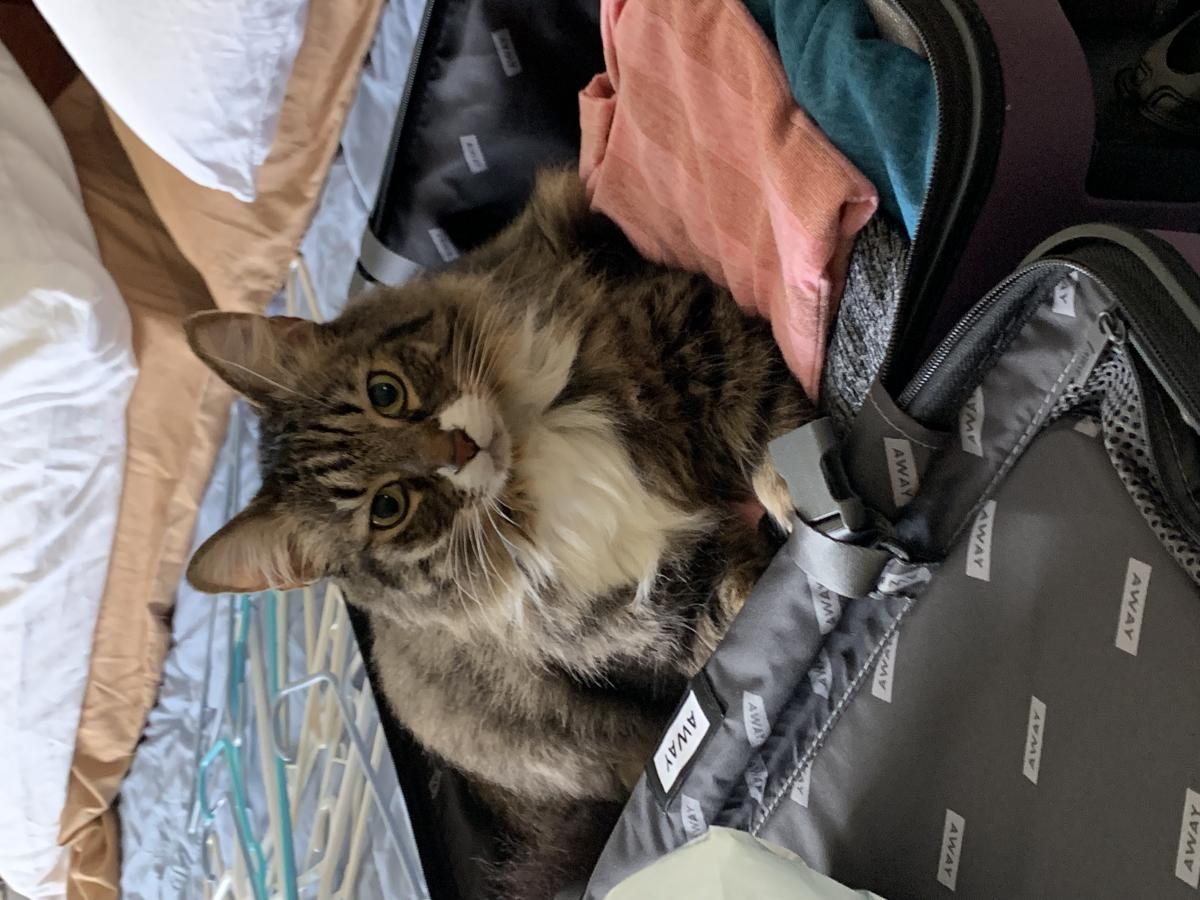 Lost Cat Ragdoll in CANYON COUNTRY, CA - Lost My Doggie