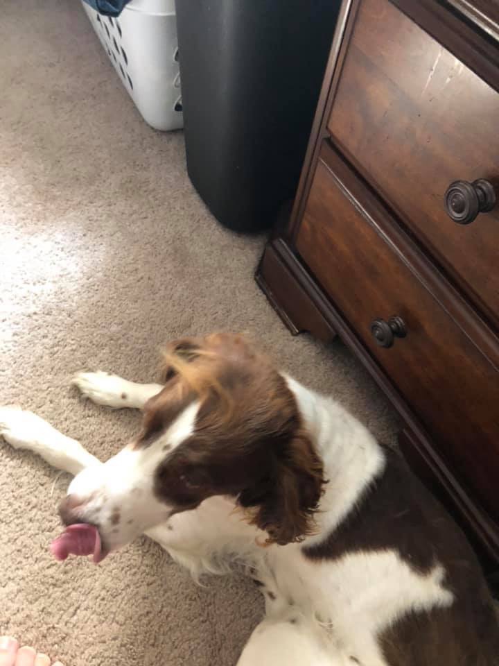 Image of Brittany Spaniel, Lost Dog