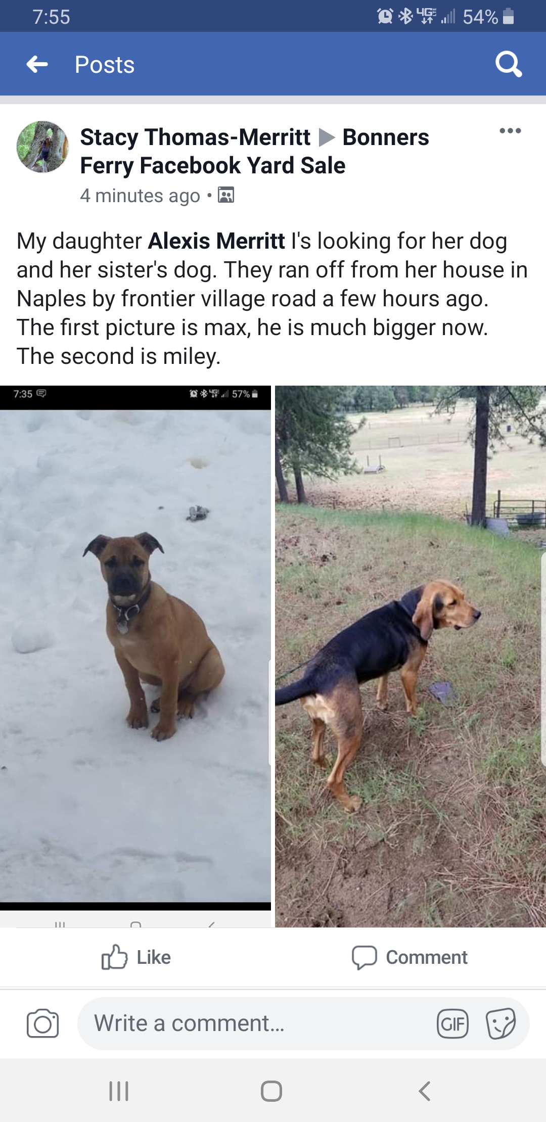 Image of Max and Miley, Lost Dog