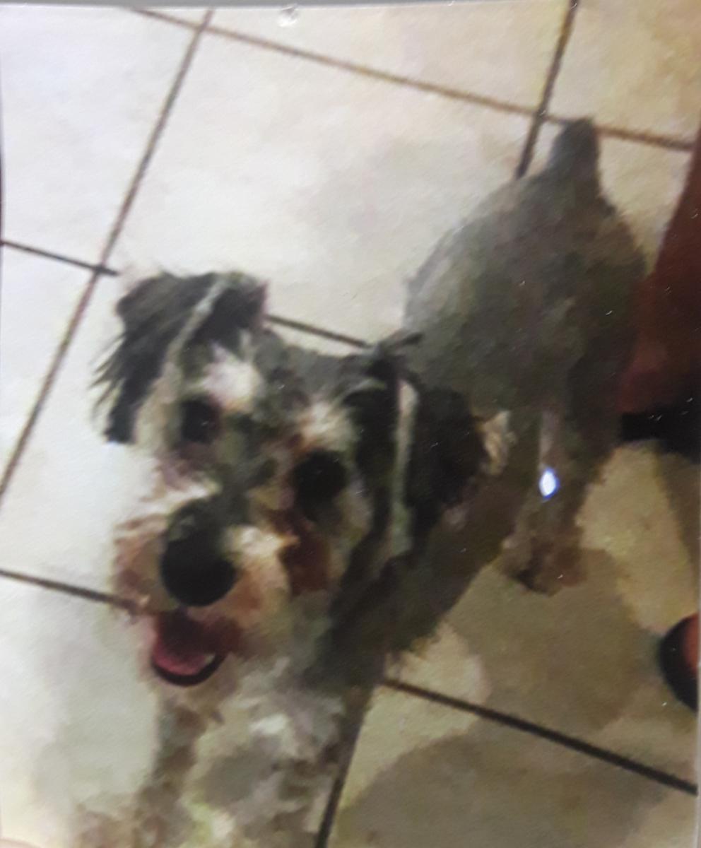 Image of Timmy, Lost Dog
