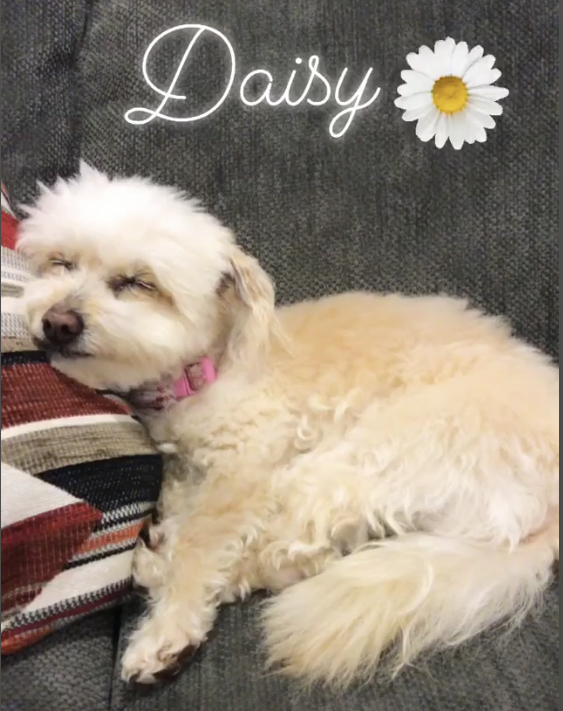 Image of Daisy Amendola, Lost Dog