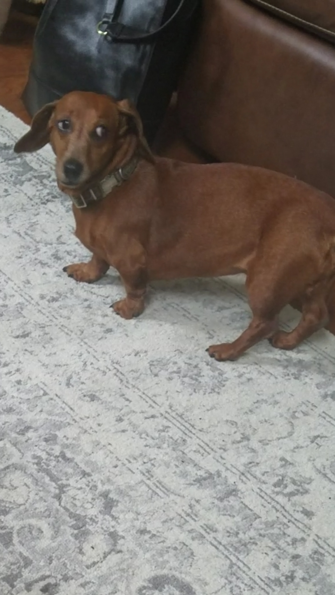 Image of Daisey, Lost Dog