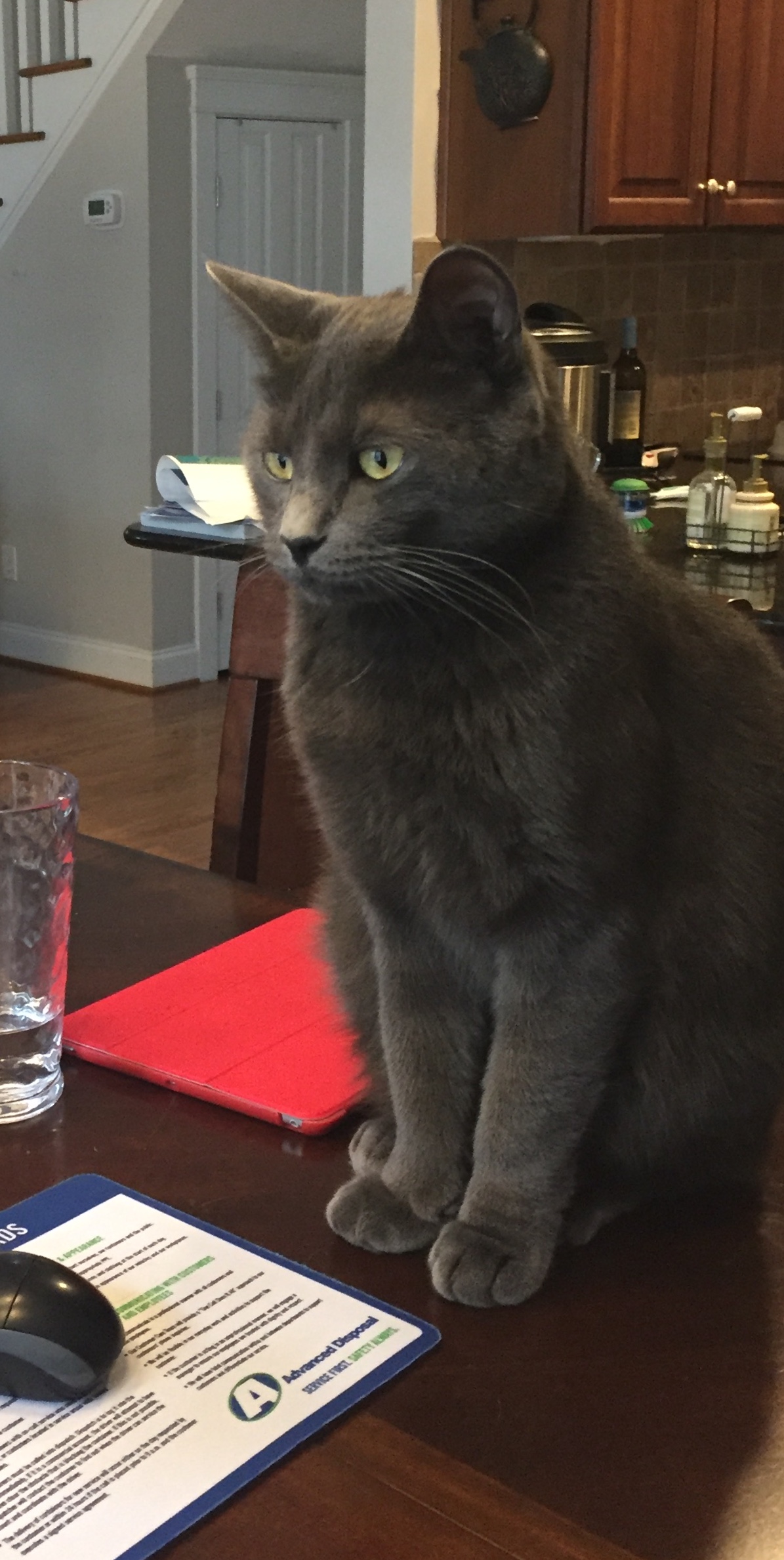 Image of Stormy Grey, Lost Cat