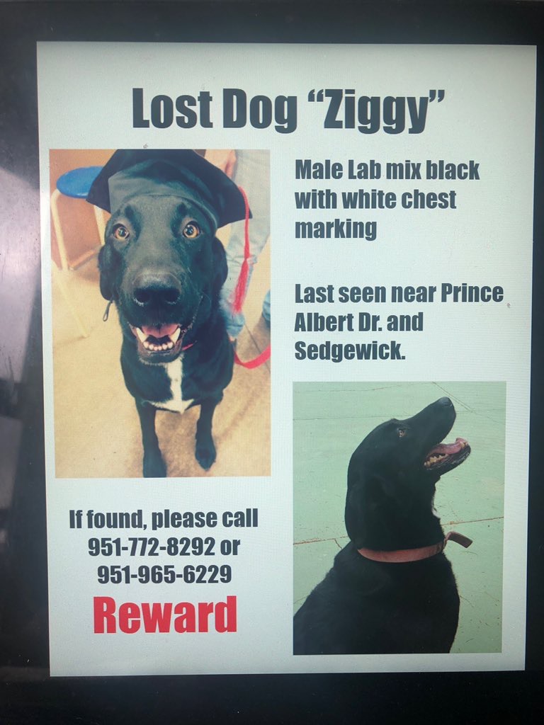 Image of Ziggy, Lost Dog