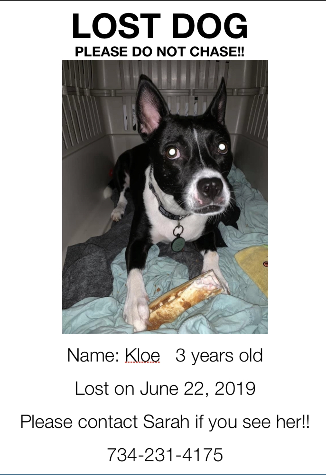 Image of Kloe, Lost Dog