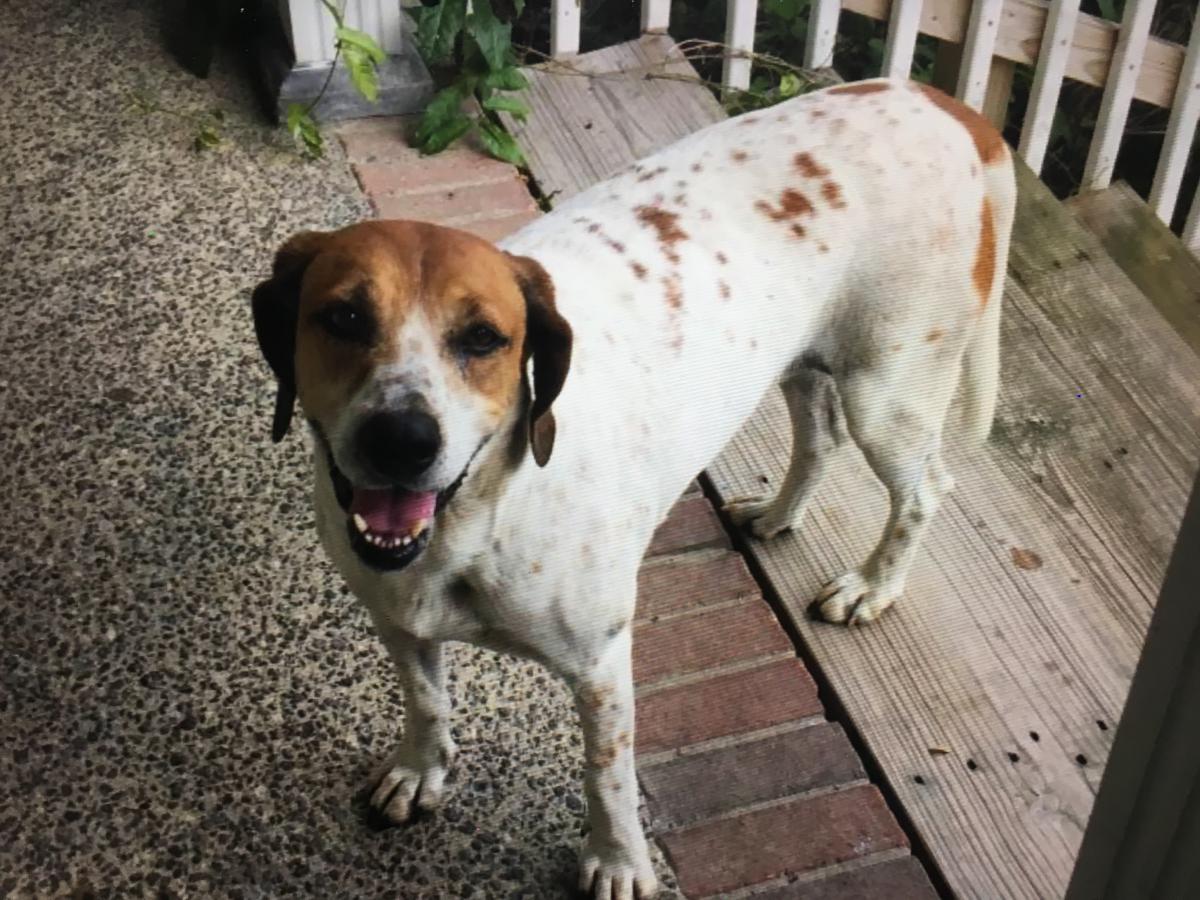 Image of Dixie - white/brown, Lost Dog