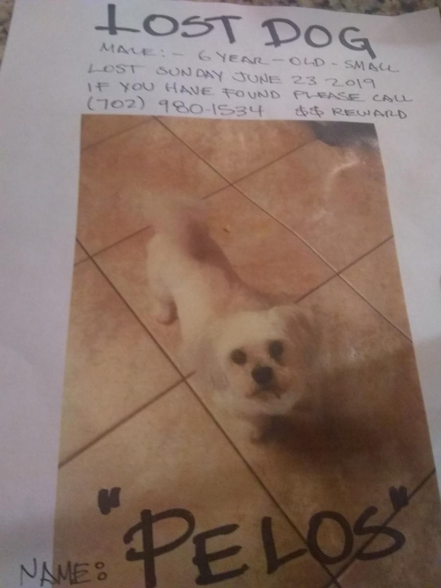 Image of Pelos, Lost Dog