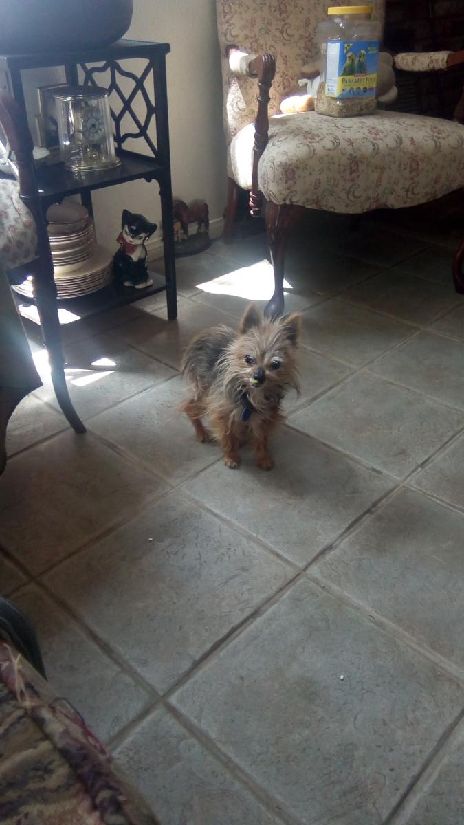 Image of Spanky, Lost Dog
