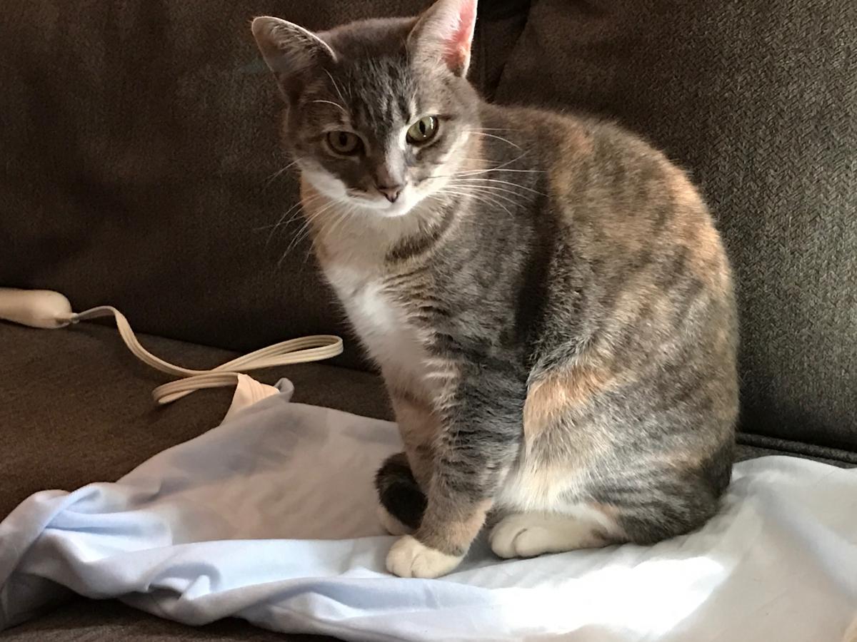 Image of Martha, Lost Cat